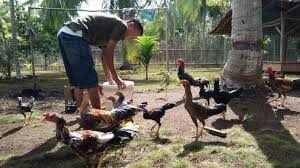 usaha ternak ayam kampung